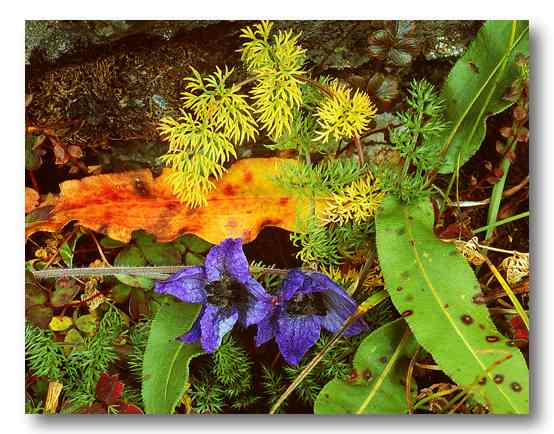 Dolpo Flower